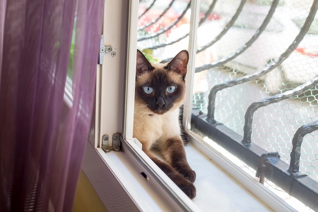 Mascota; lindo gato interior