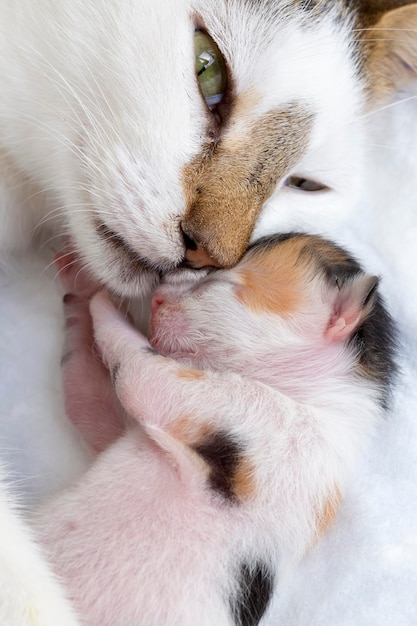 Mascota; lindo gato