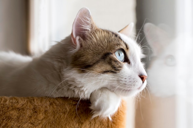 Mascota; lindo gato