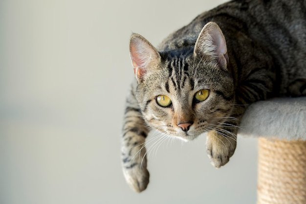 Mascota; lindo gato