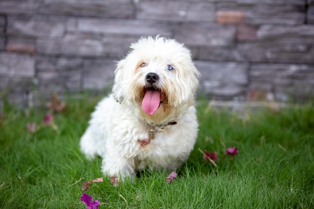 Mascota; lindo perro en el jardín.