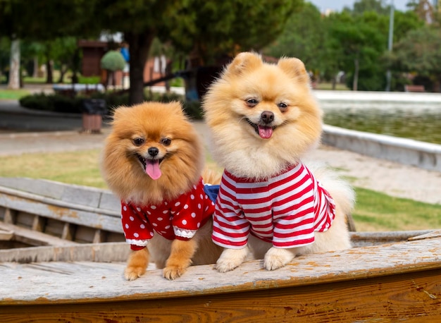 Foto mascota; lindo perro pomerania en la naturaleza