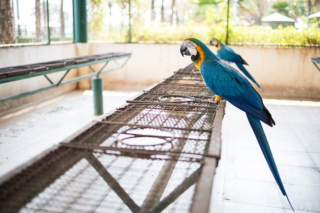 Mascota loro guacamayo en zoológico de jaula grande