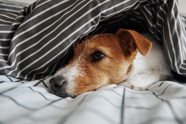 Foto mascota bajo la manta en el retrato de la cama del perro triste se calienta en el clima frío
