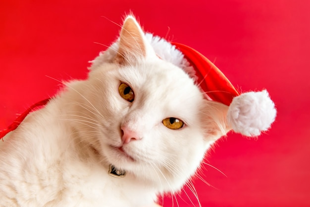 Mascota navideña. Gato blanco con gorro de Navidad sobre fondo rojo.