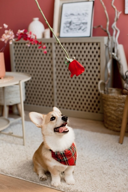 Foto mascota niña corgi jugar rosa flor dentro