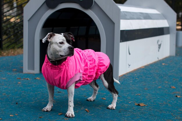 Una mascota paseando con ropa de moda Perro en el campo de entrenamiento