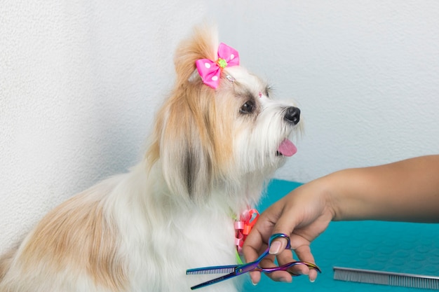 mascota en la peluquería