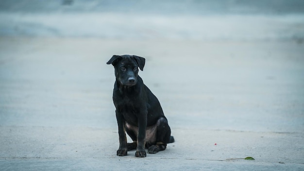 La mascota del perro de Camboya está sentada jugando en el parque