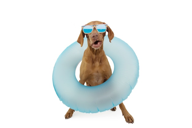 Mascota perro divertido que va de vacaciones de verano con un inflable de anillo azul. Aislado sobre fondo blanco.