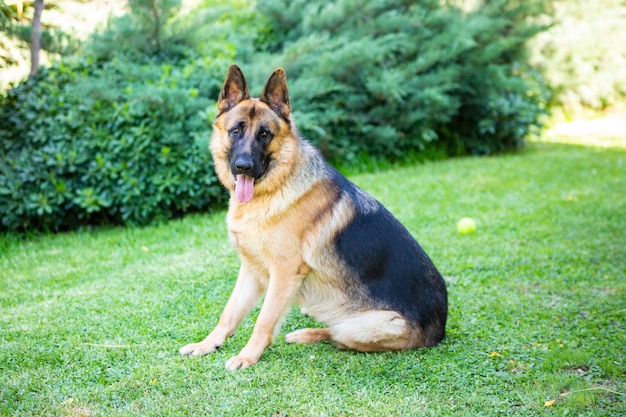 Mascota; perro lobo alemán en el jardín.