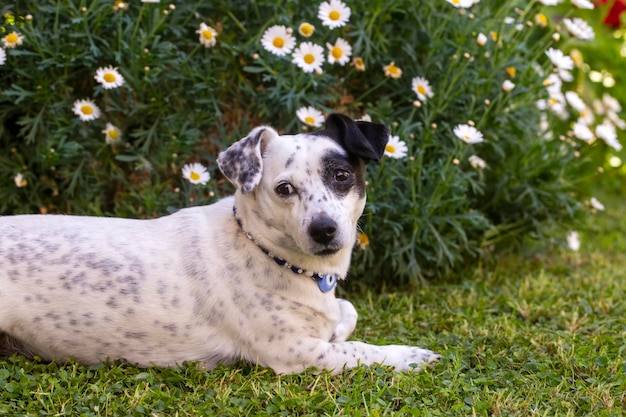 Mascota; perro mono. El perro de la casa.