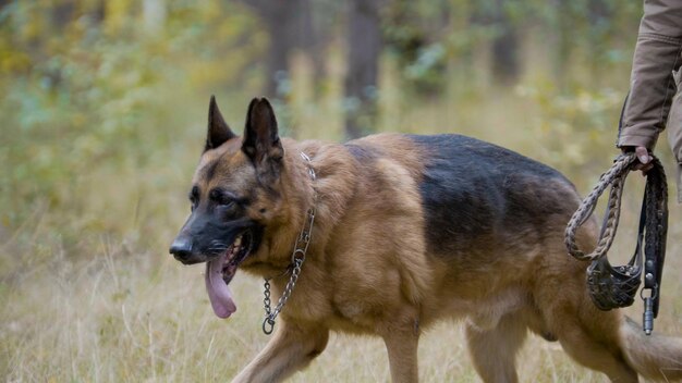 Mascota perro pastor alemán en el bosque de otoño