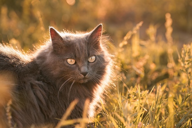 Mascota en el resplandor del atardecer Retrato de un hermoso gato disfrutando de la serenidad rural Una hermosa mascota en la naturaleza