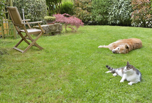 Mascotas acostadas en el jardín