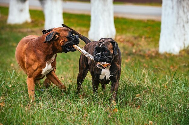 Mascotas, dos perros del boxeador alemán se reproducen alegre y activamente entre sí en un paseo