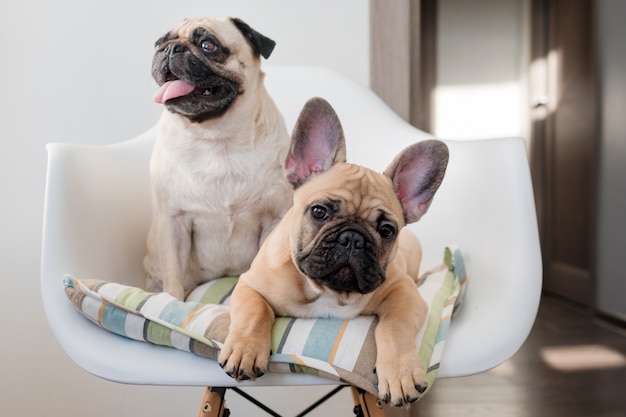 Mascotas felices pug perro y bulldog francés sentado en una silla mirando a la cámara. Los perros esperan comida en la cocina.