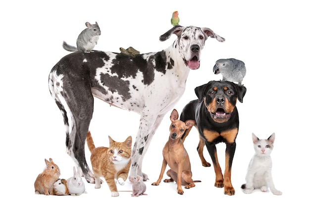 Foto mascotas frente a un fondo blanco.