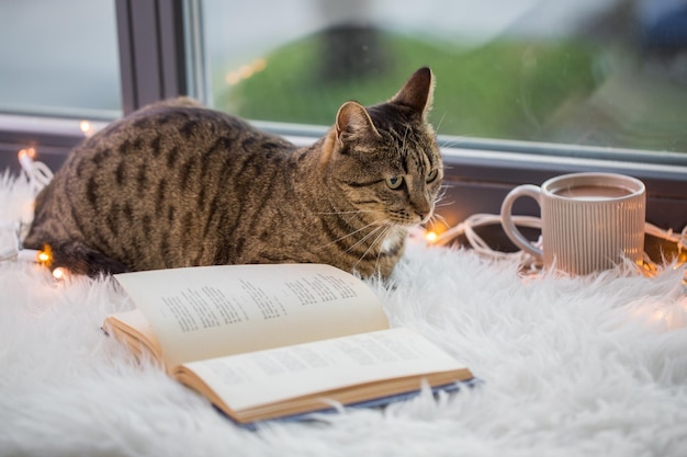 Mascotas Navidad y concepto de hygge gato tabby acostado en el alféizar de la ventana con libros y guirnaldas de luces en casa