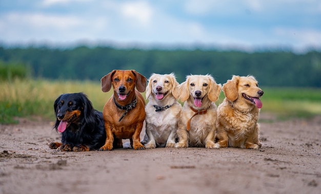 Mascotas perro lindo posando al aire libre. Diferentes razas de perros al aire libre. Animales domesticos.