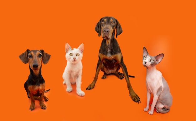 Foto mascotas retrato de halloween gatos y perros sentados y mirando a la cámara aislada sobre fondo naranja