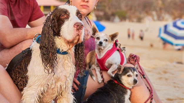 Mascotas con sus dueños en la playa al atardecer