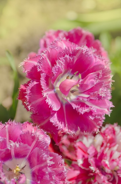 Mascotte-Tulpe auf dem Blumenbeet Fransen-Tulpe Mascotte Terry Fransen-Tulpe Mascotte im Garten