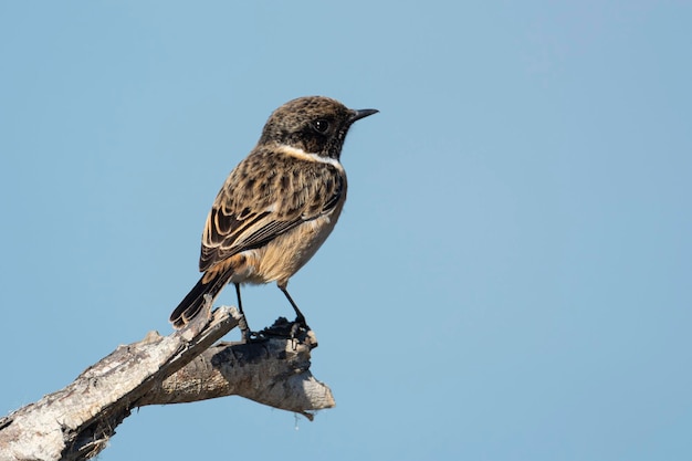 Masculino europeu stonechat Saxicola rubicola Málaga Espanha