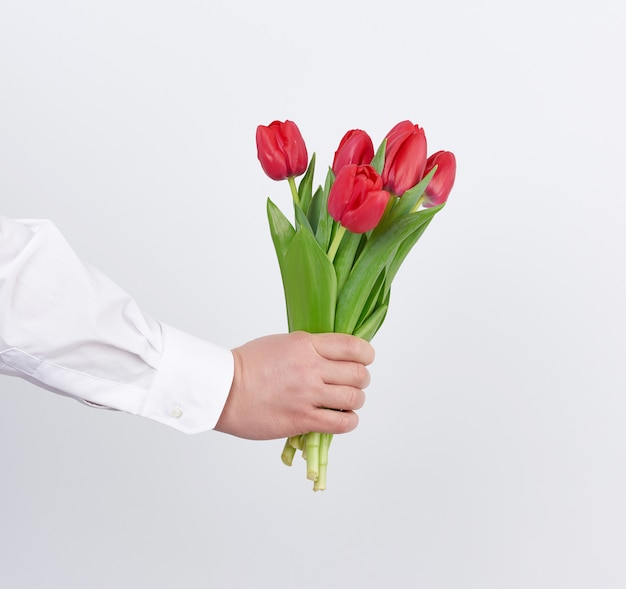 Masculino mão em uma camisa branca segura um buquê de tulipas vermelhas florescendo