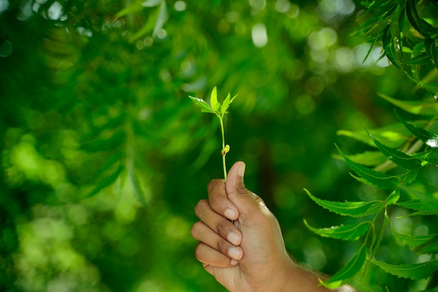 Masculino mão segurando a planta pequena, salvar o conceito de árvore