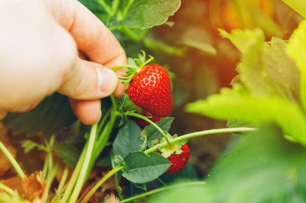 Masculino mão segurando um morango pendurar em uma planta de morango em um campo