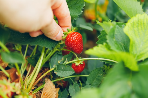 Masculino mão segurando um morango pendurar em uma planta de morango em um campo