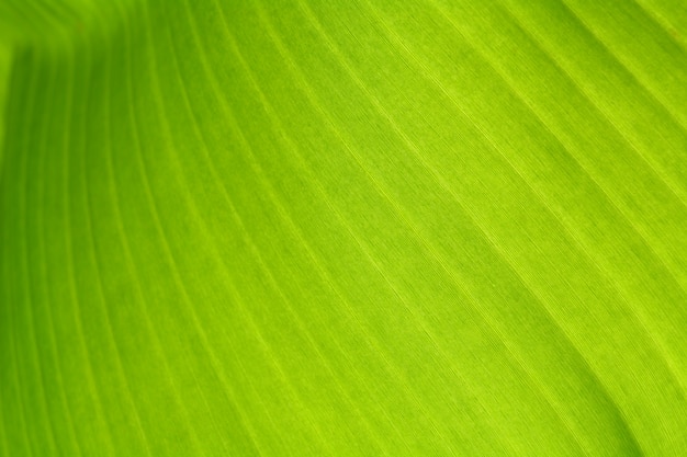 Masern Sie Hintergrund, Rücklicht, frisches grünes Blatt.