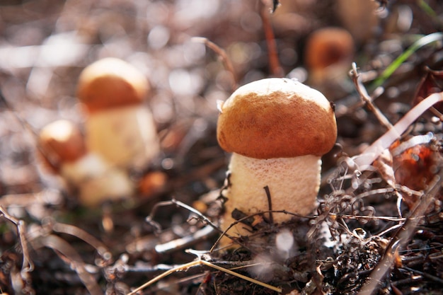 Mashrooms comestíveis, boletos frescos e naturais de orangecap em uma floresta de outono