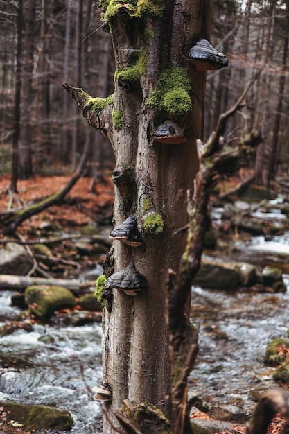 Mashrooms em uma árvore na floresta