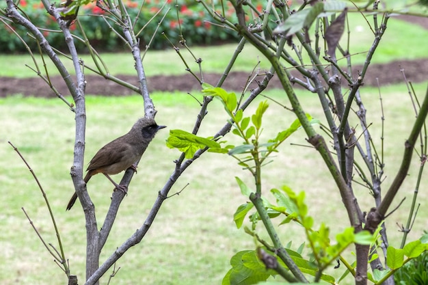 Maskierte Lachdrossel (Pterorhinus perspicillatus) in einem Park in Hongkong