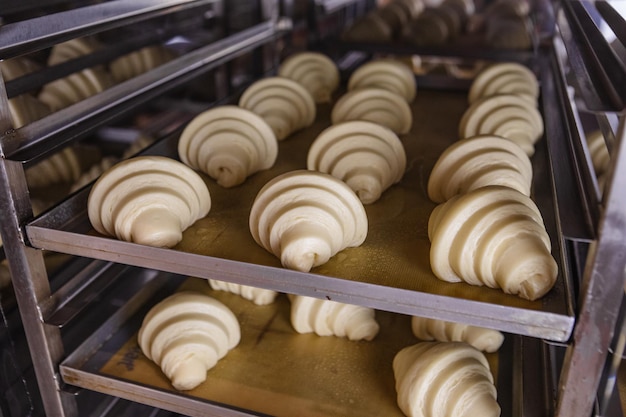 Massa de croissant provada em uma assadeira no forno