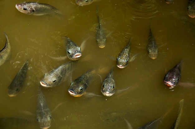 Massas Peixe tilápia do Nilo respirar acima do alimento da água implorando