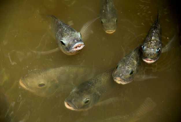 Massen Fische (Nil Tilapia, Nilotica) atmen über Wasser.