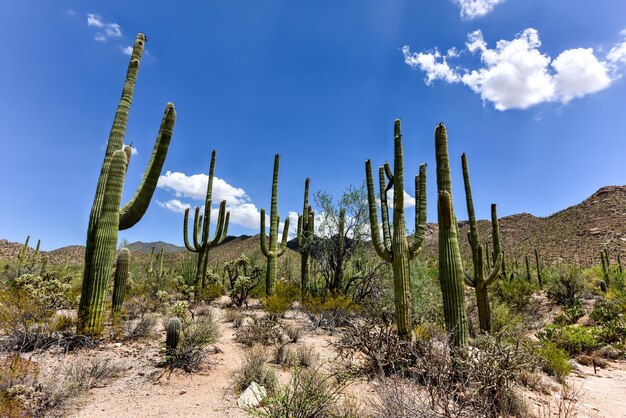 Foto massiver kaktus im saguaro-nationalpark in arizona