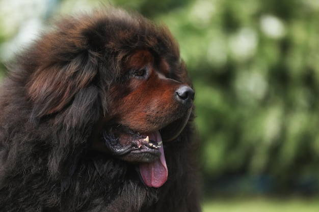 Mastim tibetano grande na grama ao ar livre