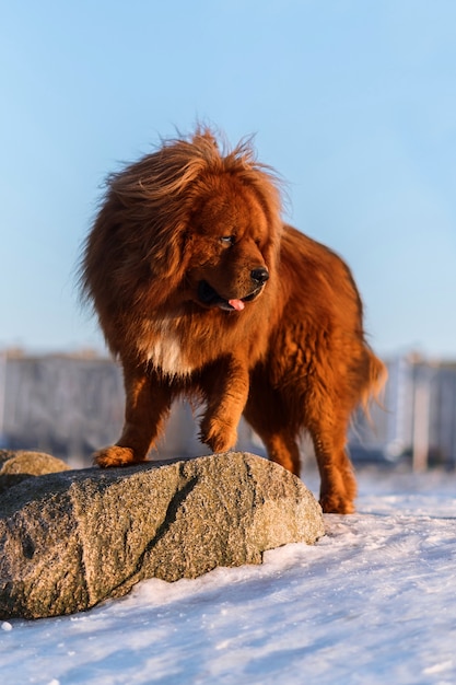 Mastim tibetano no inverno na neve