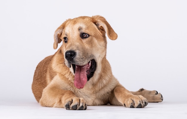 Mastin dog deitado com a língua para fora