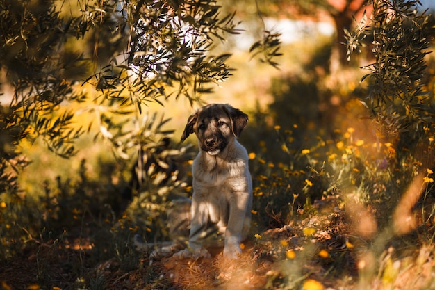 Mastín español cachorro en un campo de flores amarillas