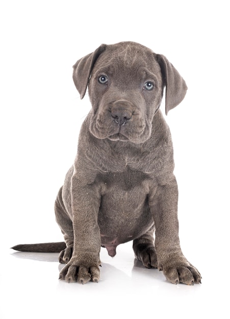 Mastín italiano cachorro aislado en blanco