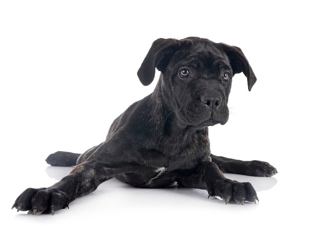 Mastín italiano cachorro aislado