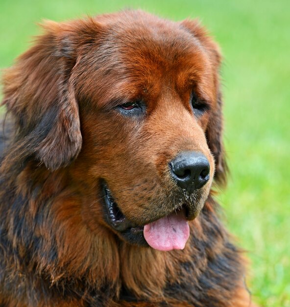 Mastín tibetano en la exposición canina en la primavera