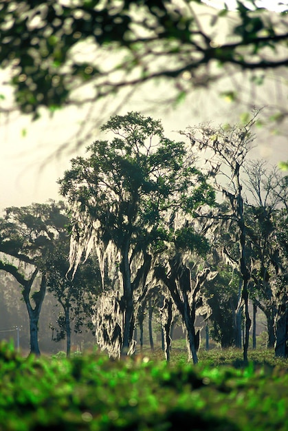 Matas e florestas preservadas dentro de áreas brasileiras com muita vegetação verde conservando o meio ambiente