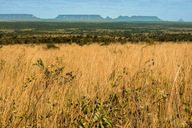 Mateiros, Tocantins, Brasilien: Wiese von Jalapao und großes Gebirge