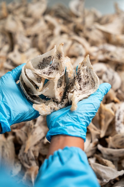 Foto materiais de ninho de aves comestíveis crus para a medicina tradicional chinesa